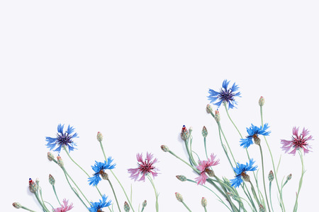 Wild flower cornflower isolated on white backgroundの写真素材