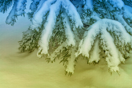 Frozen winter forest with snow covered trees.の写真素材