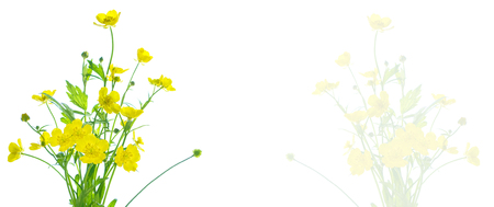 Yellow wildflowers buttercup isolated on white background.の写真素材
