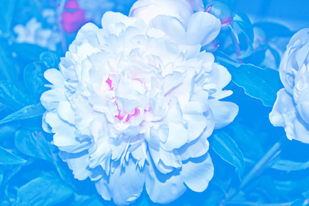 Bright colorful flowers peonies on the background of the summer landscape.の写真素材