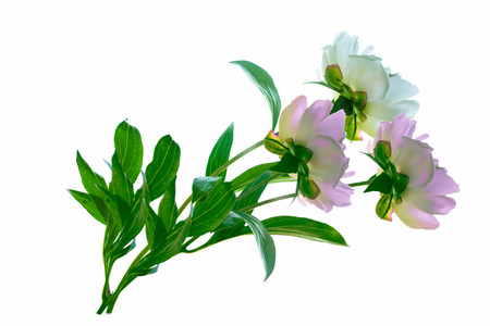 Colorful bright flower peony isolated on white background.の写真素材