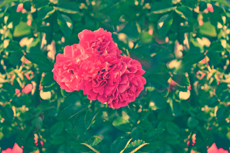 Summer landscape. Delicate wild rose garden flowersの写真素材