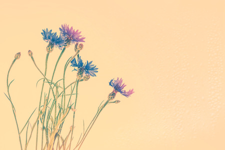 Field cornflower blue flowers against the background of the summer landscape.の写真素材