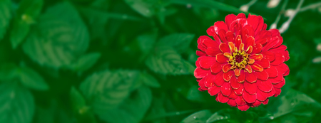 Blur. Colorful zinnia flower on a background of the autumn landscapeの写真素材