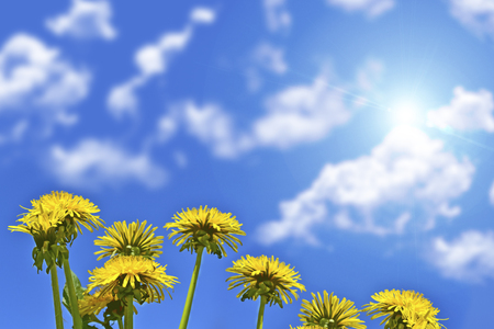 Fluffy dandelion flower against the background of the summer landscape.の写真素材