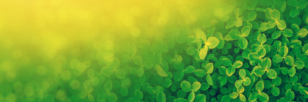 Green clover leaves on a background summer landscape. St.Patrick 's Day.の写真素材