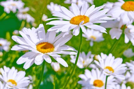 Blurred. White bright daisy flowers on a background of the summer landscape.の写真素材
