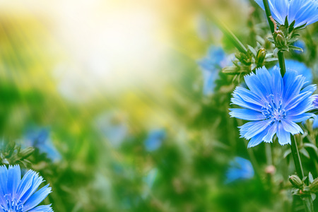 Bright flowers of chicory on the background of the summer landscape.
