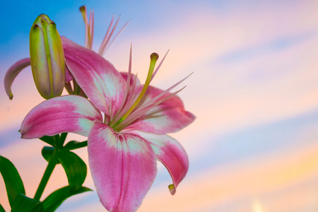 Colorful beautiful flowers lily on the background of the summer landscape.の写真素材