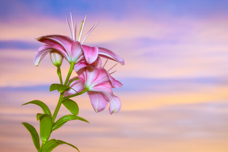 Colorful beautiful flowers lily on the background of the summer landscape.の写真素材