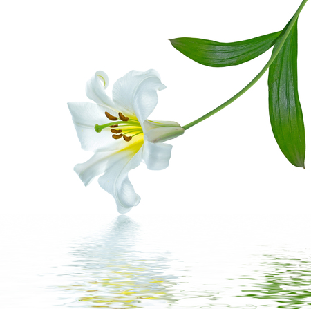 Bright lily flowers isolated on white background.の写真素材