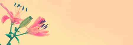 Colorful beautiful flowers lily on the background of the summer landscape.の写真素材