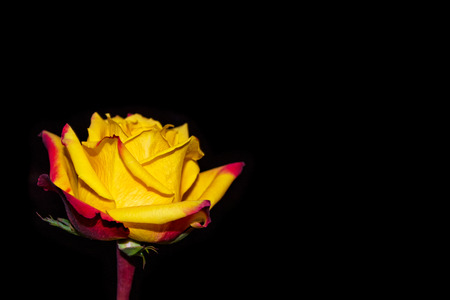 Flower bud roses on a black backgroundの写真素材