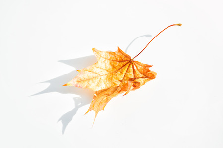 Bright autumn maple leaf on a white background.の写真素材