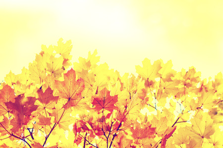 Autumn landscape with bright colorful leaves. Indian summer.