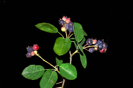 Juneberry. Sprig of ripe berries on a background of the summer landscape.の写真素材