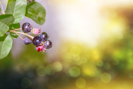 Juneberry. Sprig of ripe berries on a background of the summer landscape.の写真素材