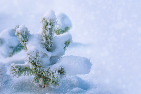 Frozen winter forest with snow covered trees.の写真素材