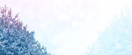 Frozen winter forest with snow covered trees.