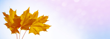 autumn landscape with bright colorful leaves. Indian summer.の写真素材