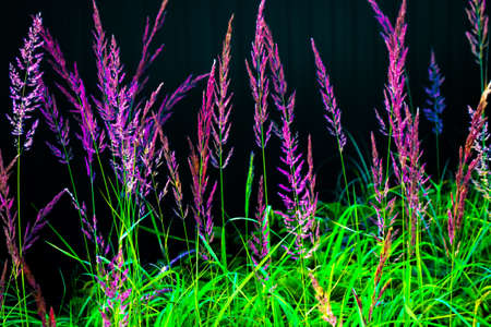 Blurred image of grass. Summer colorful abstract background.