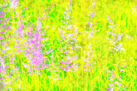 Blurred image of grass. Summer colorful abstract background.の写真素材