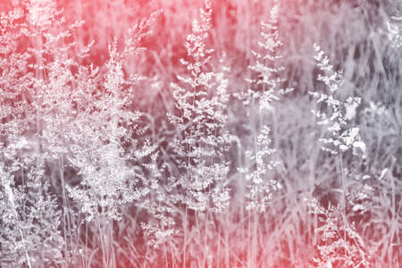 Blurred image of grass. Summer colorful abstract background.