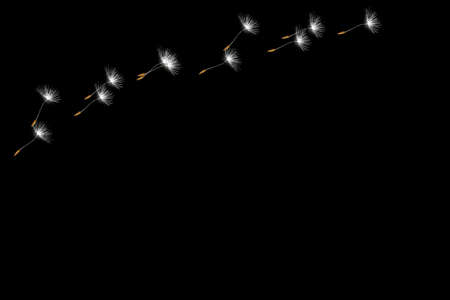 Fluffy dandelion flower isolated on black background.の写真素材