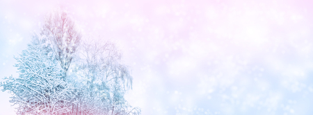 Frozen winter forest with snow covered trees.の写真素材