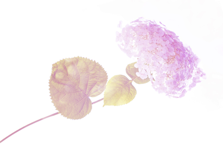 Natural floral background. Bright colorful hydrangea flowers isolated on white background.の写真素材