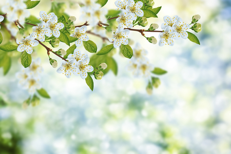 Blossoming branch apple. Bright colorful spring flowersの写真素材