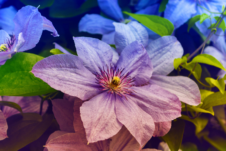 Summer landscape. colorful and bright flowers clematisの写真素材