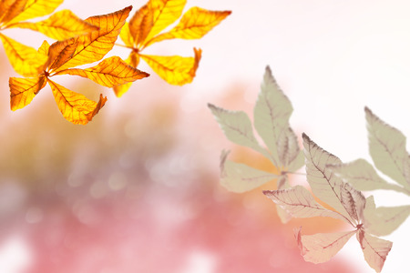 autumn landscape with bright colorful leaves. Indian summer.の写真素材