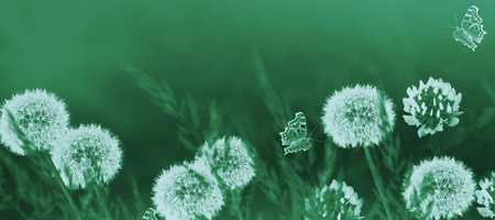 Fluffy dandelion flower against the background of the summer landscape.の写真素材