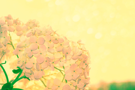 Natural floral background. Bright colorful hydrangea flowers.