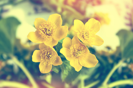 Bright yellow flowers buttercups on a background summer landscape.の写真素材