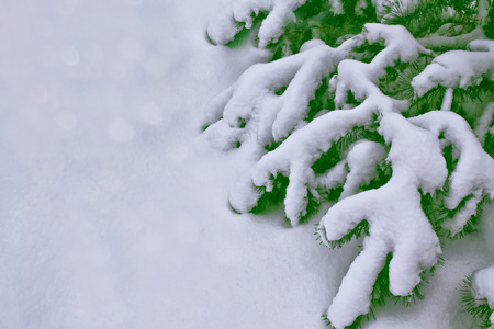 Frozen winter forest with snow covered trees.の写真素材