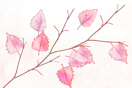 Autumn landscape. Beautiful  leaves. Colorful treesの写真素材