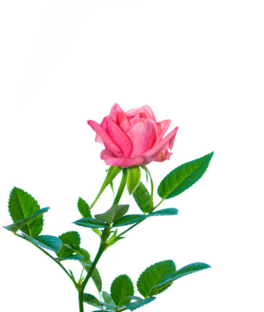 Flower bud roses on a white backgroundの写真素材