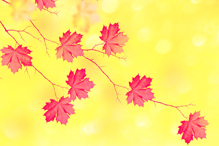 Autumn landscape with bright colorful leaves. Indian summer.の写真素材