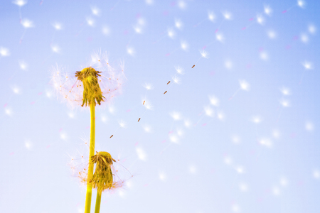 Fluffy dandelion flower against the background of the summer landscape.の写真素材