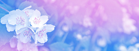 White jasmine flowersの写真素材