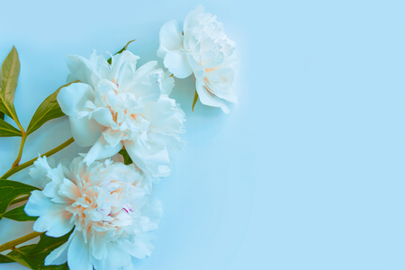 Colorful bright flower peony. Natural floral background.の写真素材