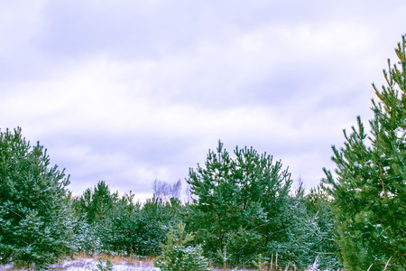 Frozen winter forest with snow covered trees.