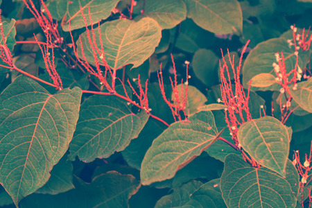 autumn landscape with bright colorful leaves. Indian summer.の写真素材