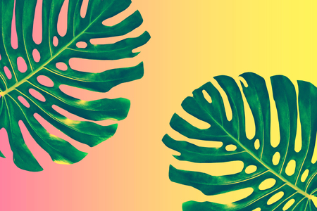 Tropical exotic monster leaves. Natural floral background.の写真素材