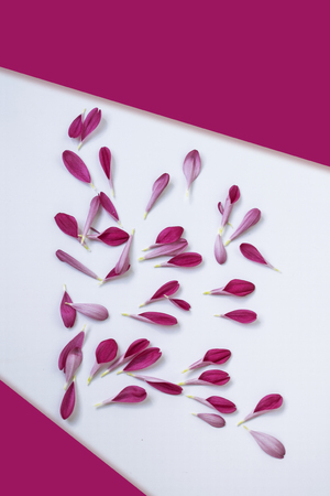 Natural floral background of petals of autumn flowers chrysanthemum.の写真素材