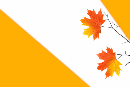 Bright autumn maple leaf on a white background.