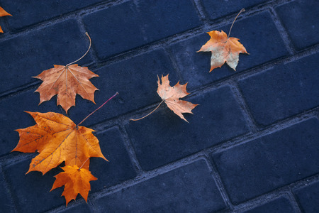 Autumn background with bright colorful leaves. Indian summer.の写真素材