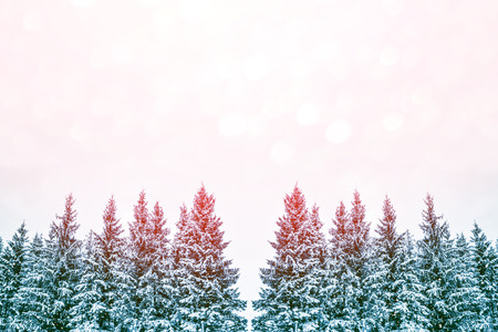 Blurred. Frozen winter forest with snow covered trees.